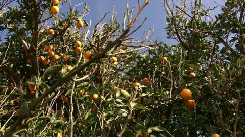 Orange tree pan Stock Footage 20511106