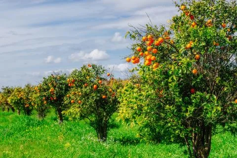 Orange -  tree  Park Stock Photos