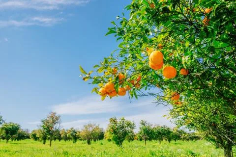 Orange -  tree  Park Stock Photos