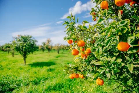 Orange -  tree  Park 写真素材