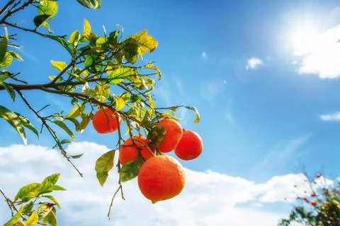 Orange -  tree  Park Stock Photos