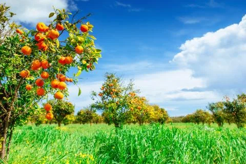 Orange -  tree  Park Stock Photos