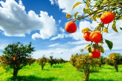 Orange -  tree  Park Stock Photos