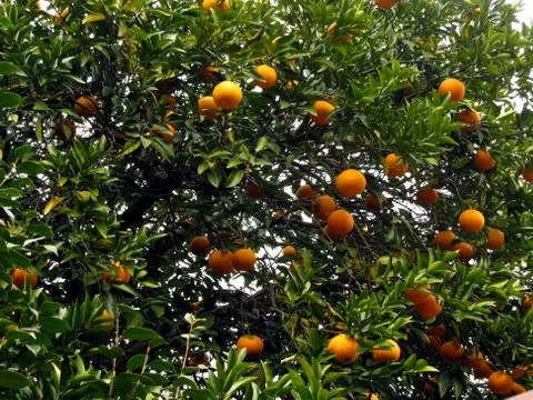 Orange tree Stock Photos