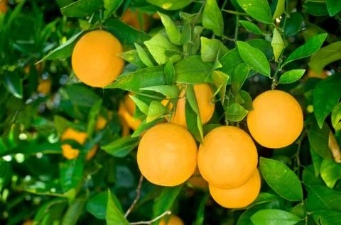 Orange tree Stock Photos