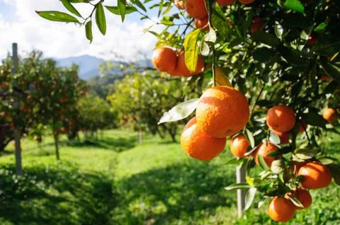 Orange tree Stock Photos