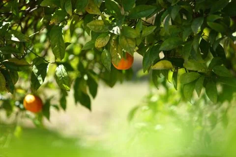 Orange tree Stock Photos