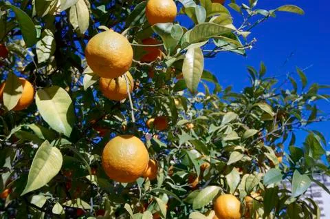 Orange tree Fotos de archivo