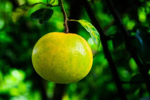 Orange on tree Stock Photos