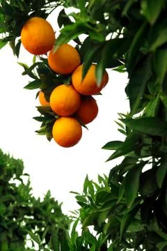 Orange tree Stock Photos