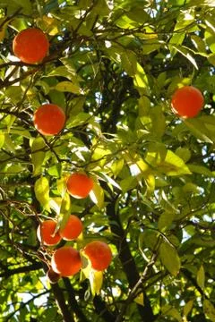 Orange tree Stock Photos