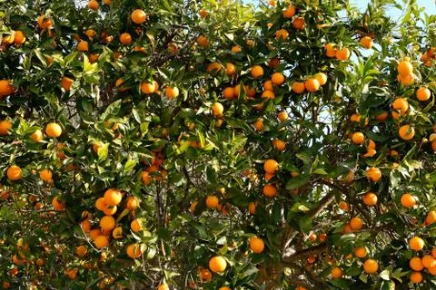 Orange tree Stock Photos