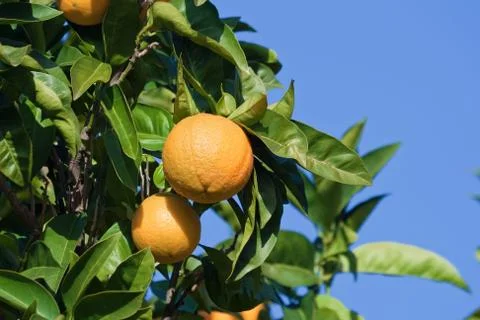 Orange tree Stock Photos
