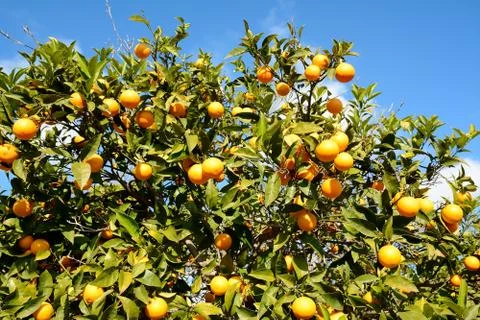 Orange tree Stock Photos