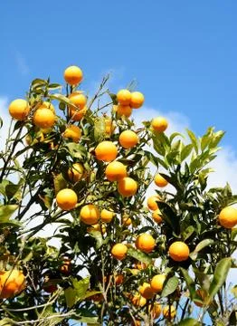 Orange tree Stock Photos