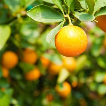 Orange on tree Stock Photos