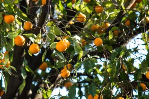 Orange tree Stock Photos