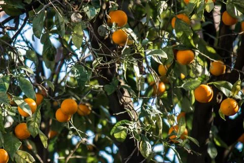 Orange tree Stock Photos