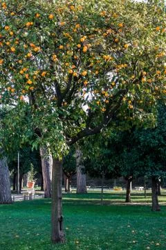 Orange tree Stock Photos
