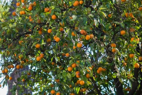 Orange tree Stock Photos