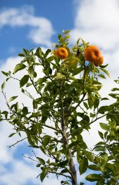 Orange tree Stock Photos