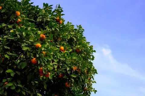 Orange Tree Stock Photos
