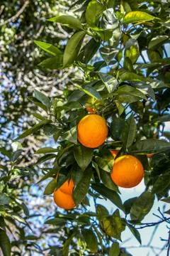 Orange tree Stock Photos