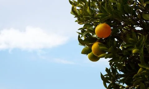 Orange tree. 库存照片