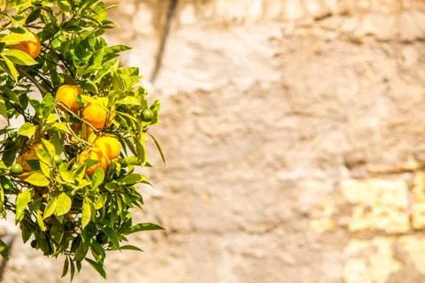 Orange Tree Stock Photos