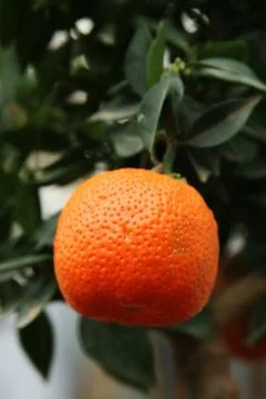 Orange in a tree. Foto stock