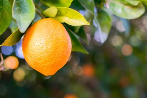 Orange on a tree Stock Photos