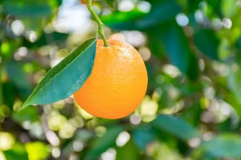 Orange on the tree Stock Photos
