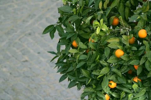 Orange tree Foto stock