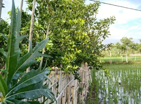 Orange tree.  Stock Photos