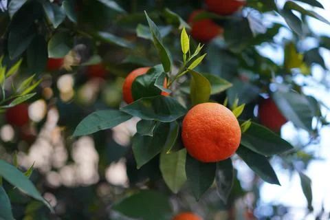 Orange on the tree Stock Photos