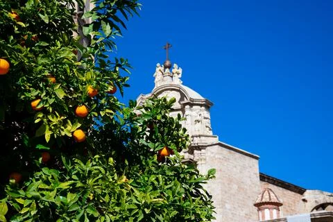 Orange tree Stock Photos