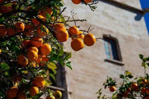 Orange tree Stock Photos