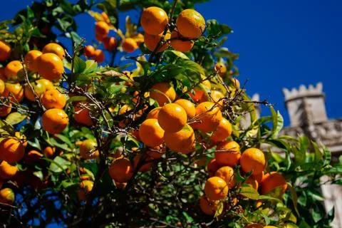 Orange tree Stock Photos
