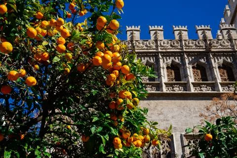 Orange tree Stock Photos