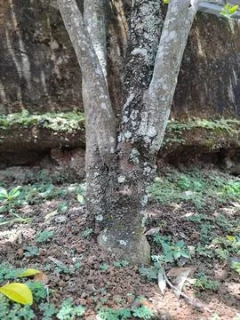 Orange tree. Foto stock