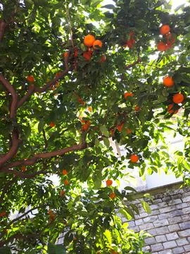 Orange tree Stock-Fotos