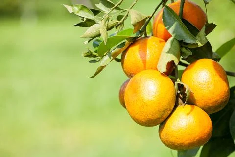 Orange tree Stock Photos