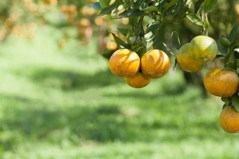 Orange tree Stock Photos