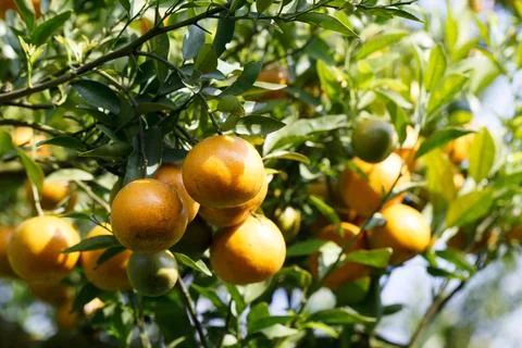 Orange tree Stock Photos