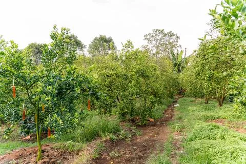 Orange Tree Stock Photos