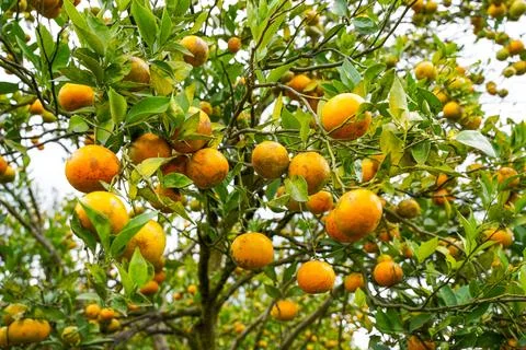 Orange Tree 스톡 사진