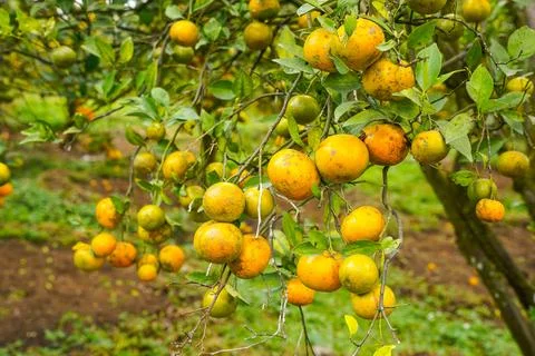 Orange Tree Stock Photos