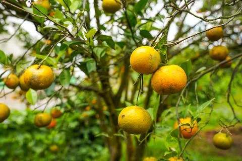 Orange Tree Stock Photos