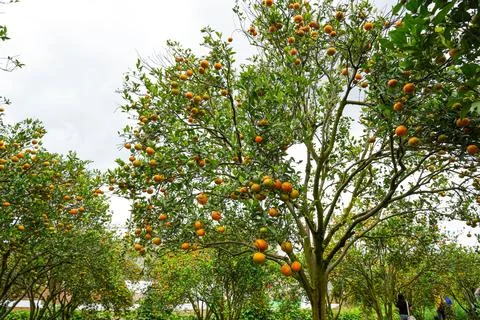 Orange Tree Stock Photos