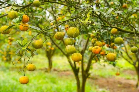 Orange Tree Stock Photos